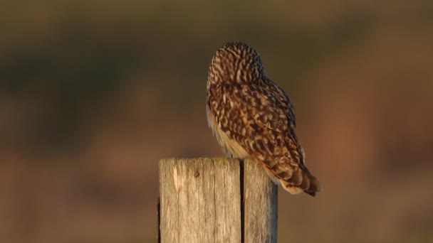 Une Belle Chouette Aux Oreilles Courtes Asio Flammeus Perchée Sur — Video