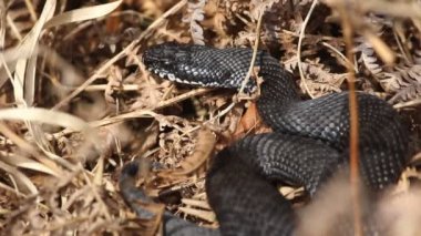 Nadir bir Melanist (siyah) engerek yılanı, Vipera berus, kış uykusundan yeni çıkmış, sabah güneşinin tadını çıkarıyor..