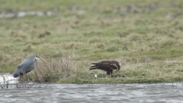 一只名叫 空中马戏团 Circus Aeruginosus 的沼泽哈丽尔 Marsh Harrier 正在吃一只刚在水里淹死的野猪 一只正在等待偷取猎物机会的灰鲱鱼正在监视它 — 图库视频影像