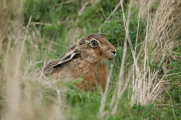 Een Prachtige Bruine Haas Lepus Europaeus Die Zich Voedt Een — Stockfoto