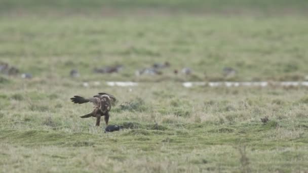 Marsh Harrier Circus Aeruginosus Volo Continuare Nutrirsi Una Coot Che — Video Stock