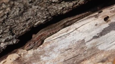 Sıradan bir kertenkele, Zootoca vipara, bahar güneşinin altında kendini ısıtıyor., .