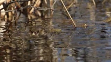 Bahar mevsiminde bir gölette, Bufo bufo 'da büyük bir çiftleşme topu..