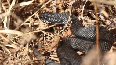 Nadir bir Melanist (siyah) engerek yılanı, Vipera berus, kış uykusundan yeni çıkmış, sabah güneşinin tadını çıkarıyor..