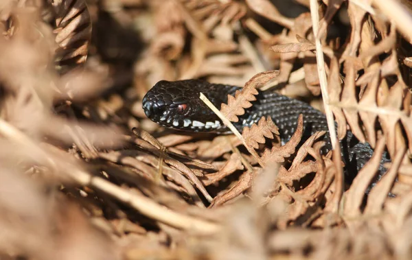 Rare Mélaniste Noir Adder Vipera Berus Juste Après Hibernation Prélasser — Photo