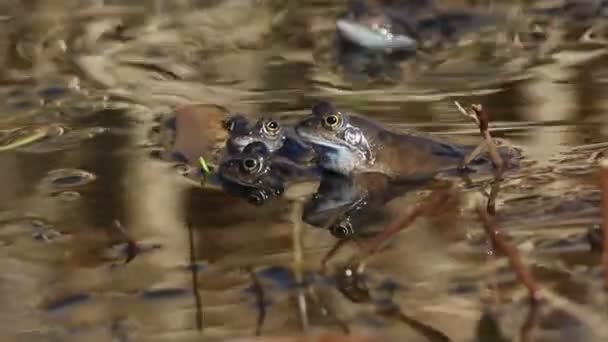 Żaby Zwyczajne Rana Temporaria Tuż Przebudzeniu Hibernacji Wiosną Stawie Okresie — Wideo stockowe