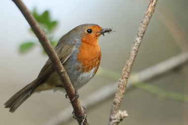 Bir Robin, Erithacus Rubecula, böceklerle dolu gagalı bir ağacın dalına tünemiş..