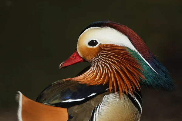 Head Shot Stunning Male Mandarin Duck Aix Galericulata Springtime — Stock Photo, Image