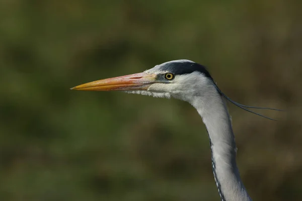 Head Shot Pretty Grey Heron Ardea Cinerea Hunting Edge Stream — Stock Photo, Image