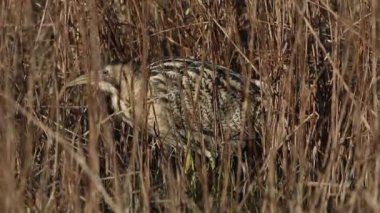Nadir görülen bir Bittern, Botaurus yıldızı, sazlıklar arasında yürüyor ve bir gölün kenarında yiyecek arıyor..