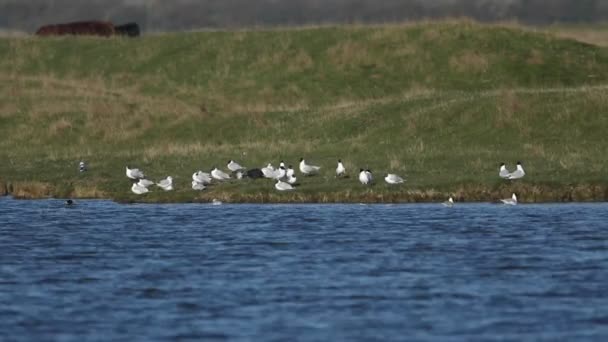 Bando Rara Gaivota Mediterrâneo Larus Melanocephalus Gaivota Cabeça Preta Chroicocephalus — Vídeo de Stock