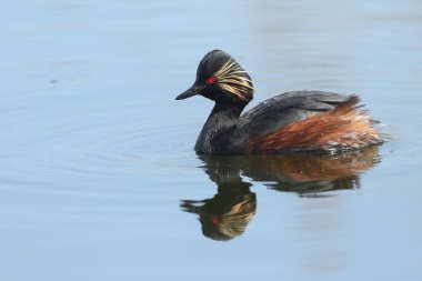 Siyah boyunlu bir yunus, Podiceps nigricollis, baharda bir gölde yüzüyor..