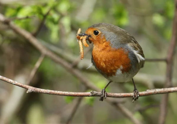 Een Robin Erithacus Rubecula Zittend Een Tak Van Een Boom — Stockfoto