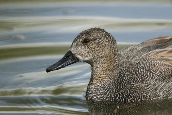Enfes bir erkek Gadwall 'ın, Anas Strepera' nın, gölde yüzerken bir portresi..