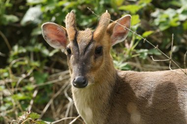 Vahşi bir geyik Muntjac geyiği, Muntiacus reevesi, İngiltere 'de bir tarlanın kenarında besleniyor..