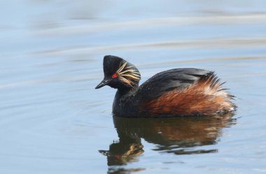 Siyah boyunlu bir yunus, Podiceps nigricollis, baharda bir gölde yüzüyor..