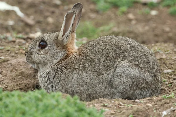 Vild Kanin Orytolagus Cuniculus Som Livnär Sig Vegetation Skomer Island — Stockfoto