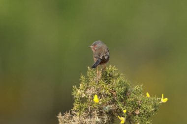 Çok güzel bir Dartford Warbler, Sylvia, baharda bir Gorse çalısı üzerinde tünemiş..