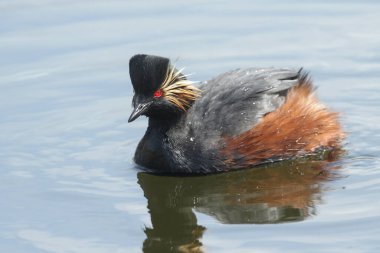 Siyah boyunlu bir yunus, Podiceps nigricollis, baharda bir gölde yüzüyor..