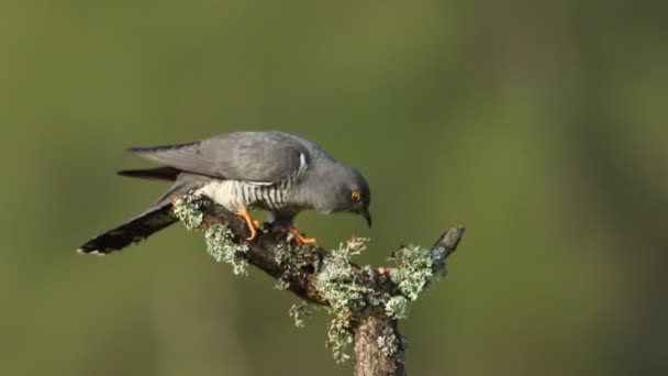 Rare Cuckoo Cuculus Canorus Perching Branch Tree Covered Lichen Feeding — стоковое видео