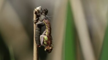 Kıllı bir yusufçuk, Brachytron pratense, bir göletin kenarında büyüyen sazlığa tutunan larva kabuğundan çıkar..