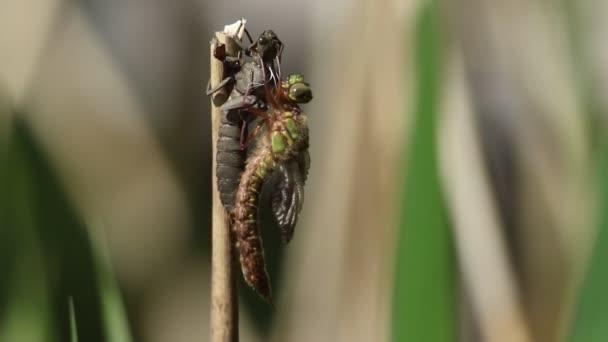 Hairy Dragonfly Brachytron Pratense Holding Its Exuvia Larval Case Has — ストック動画