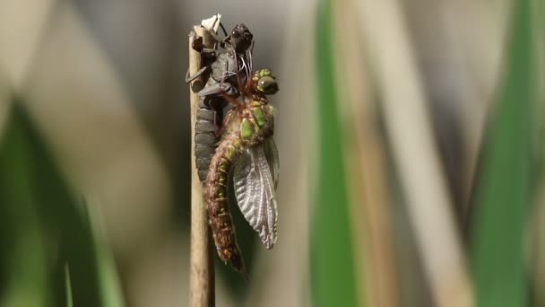 Hairy Dragonfly Brachytron Pratense Holding Its Exuvia Larval Case Has — Stock Video