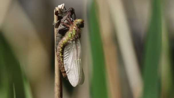 Hairy Dragonfly Brachytron Pratense Holding Its Exuvia Larval Case Has — Video Stock