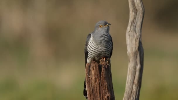 Rare Cuckoo Cuculus Canorus Perching Tree Stump Meadow Feeding — стоковое видео