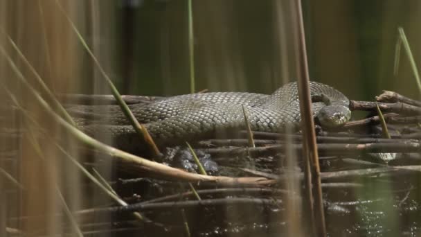 Grass Snake Natrix Natrix Basking Sunlight Coots Nest Amongst Reeds — Stok Video