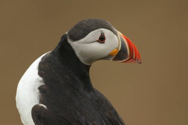 Atlantik martısının muhteşem bir portresi, Fratercula arktika,.