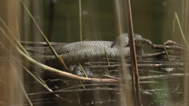 Grass Snake Natrix Natrix Basking Sunlight Coots Nest Amongst Reeds — Stockvideo