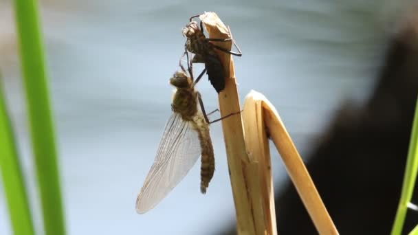 一种新出现的稀有的多尼翡翠蜻蜓 科杜鹃 在池塘边的芦苇茎上抱住它的幼体 — 图库视频影像