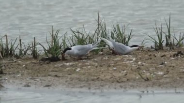 Bir çift Tern, Sterna Hirundo, baharda bir gölün ortasındaki bir adada yuva arıyor..