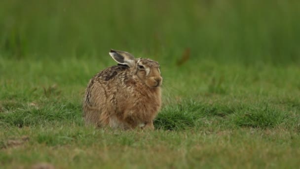Brown Hare Lepus Europaeus Sitting Field Pouring Rain Eats Its — Vídeo de stock