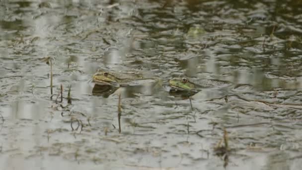 Zwei Sumpffrösche Pelophylax Ridibundus Einem Wassergraben Während Der Laichzeit — Stockvideo
