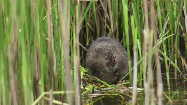 Endangered Water Vole Arvicola Amphibius Sitting Reeds Edge Water Feeding — Stockvideo