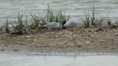 Bir çift Tern, Sterna Hirundo, baharda bir gölün ortasındaki bir adada yuva arıyor..