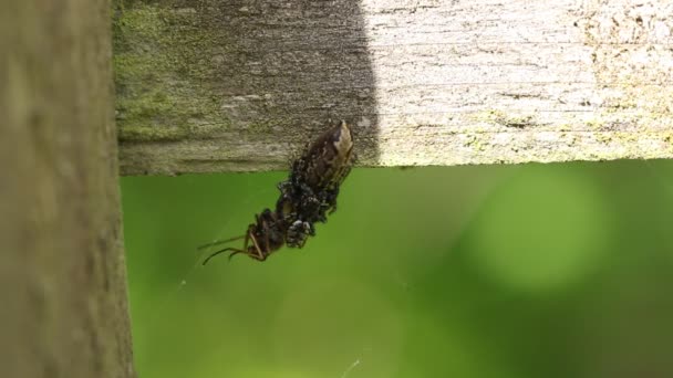 Twee Fence Post Jumping Spider Marpissa Muscosa Vechten Een Vlieg — Stockvideo