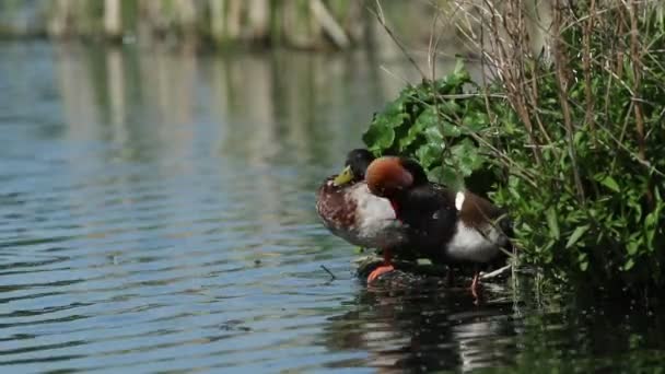 Pochard Červeným Hřebenem Netta Rufina Sedící Ostrově Vedle Kachny Mallard — Stock video