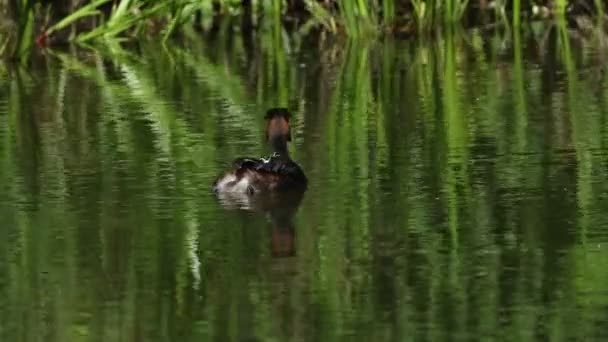 Great Crested Grebe Podiceps Cristatus Berenang Sungai Dengan Dua Bayinya — Stok Video