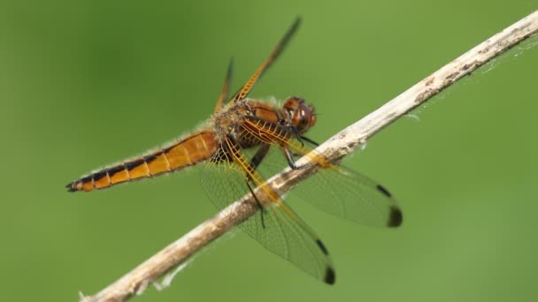 Una Libélula Cazadora Escasa Libellula Fulva Posada Una Planta Que — Vídeos de Stock