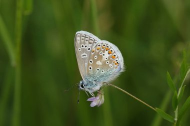 Bir erkek Mavi Kelebek, Polyommatus icarus, ilkbaharda bir çayırda dinleniyor..