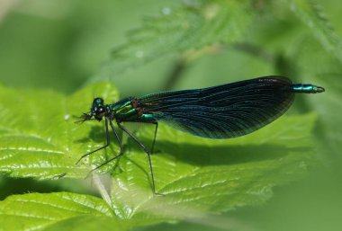 Erkek, güzel bir demoiselle, Calopteryx başak, nehrin kenarında bir yaprağa tünemiş böcek yiyor..