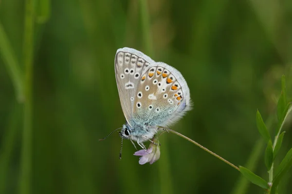春には草原の野花に咲くオスのコモンブルー蝶 一夫多妻制のイカルス — ストック写真