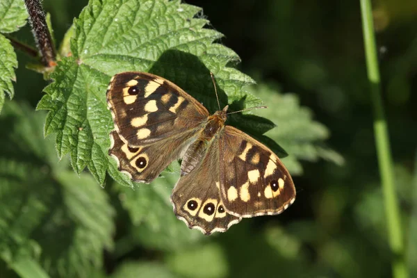 Speckled Wood Butterfly Pararge Aegeria Resting Stinging Nettle Leaf Woodland — Stock Photo, Image