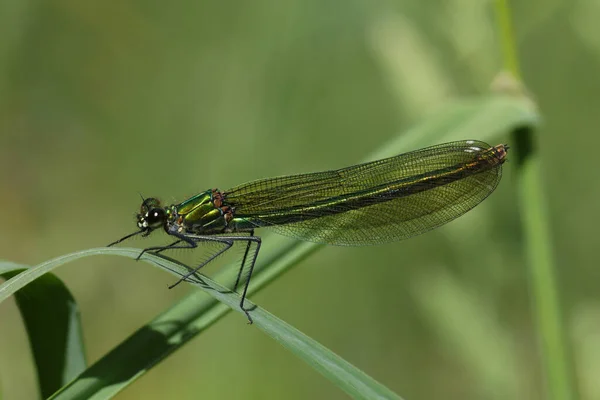 Kvinnlig Banded Demoiselle Calopteryx Splendens Sittande Ett Grässtrå — Stockfoto