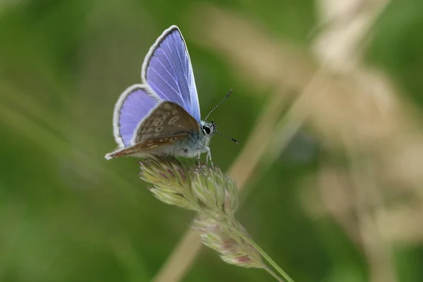 Papillon Bleu Commun Mâle Polyommatus Icarus Reposant Sur Des Graines — Photo