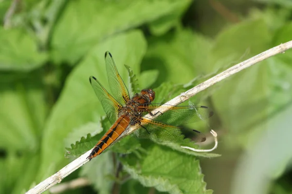 Hunting Scarce Chaser Dragonfly Libellula Fulva Perching Plant Growing Edge — Stock Photo, Image