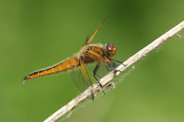 Uma Caça Scarce Chaser Dragonfly Libellula Fulva Pousando Uma Planta — Fotografia de Stock